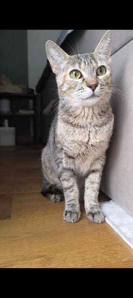 Zutrauliche Katze Alona