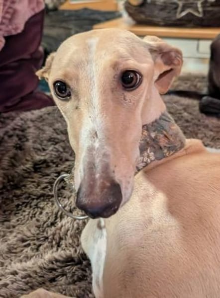 Clarina ist ein Schatz