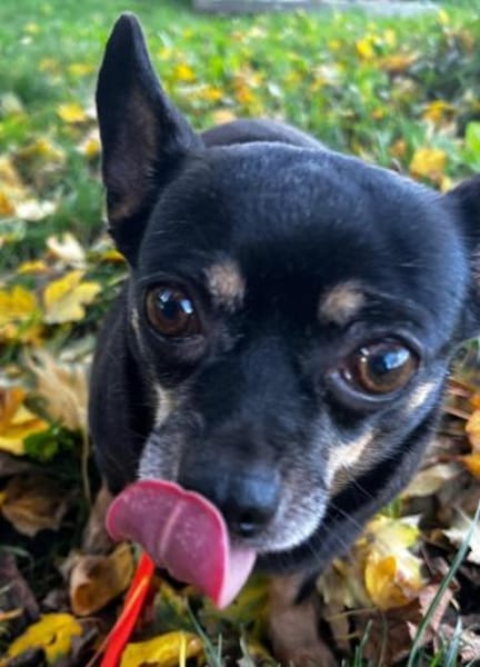 Fibi° in 67281 Kirchheim Anfragestopp