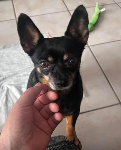 Fibi° in 67281 Kirchheim Anfragestopp