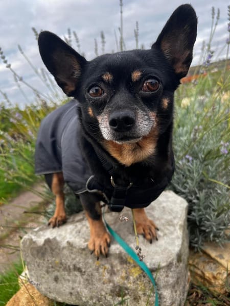 Fibi° in 67281 Kirchheim Anfragestopp