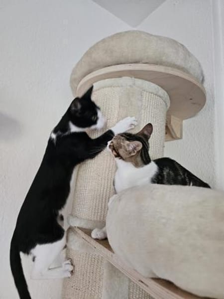 Sonnenschein Niko wartet auf Dich