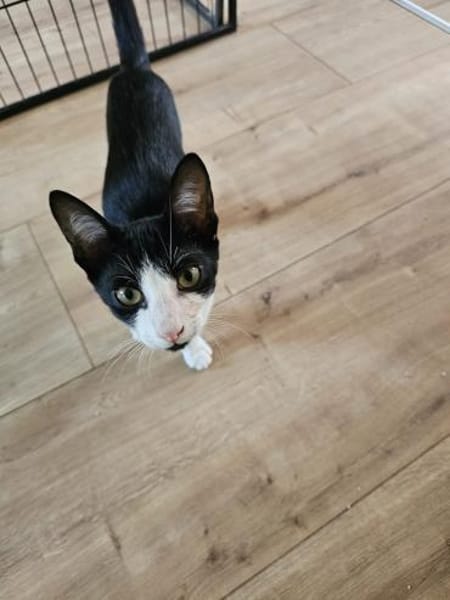 Sonnenschein Niko wartet auf Dich