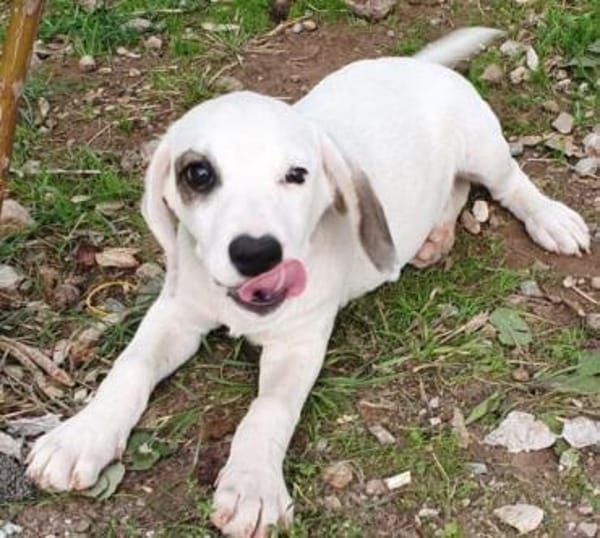 Finn - unser kleiner Pirat