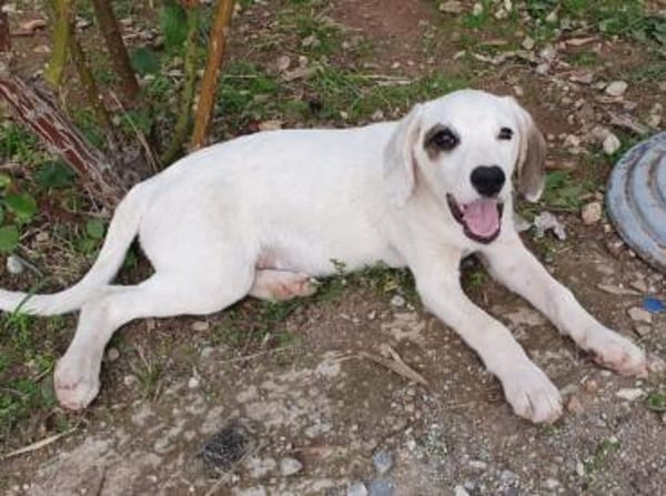 Finn - unser kleiner Pirat