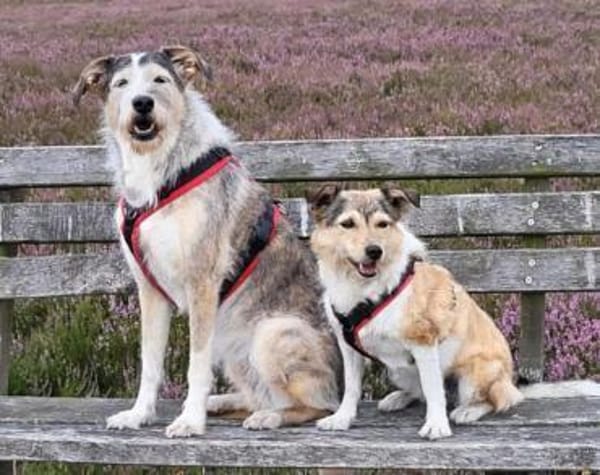 Holli &Pepper in 29683 Bad Fallingbostel