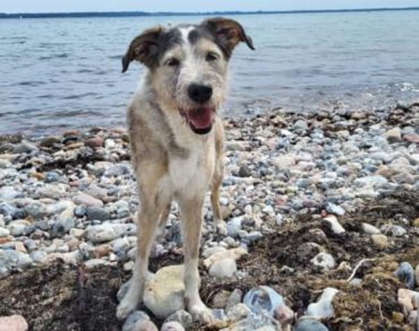 Holli &Pepper in 29683 Bad Fallingbostel