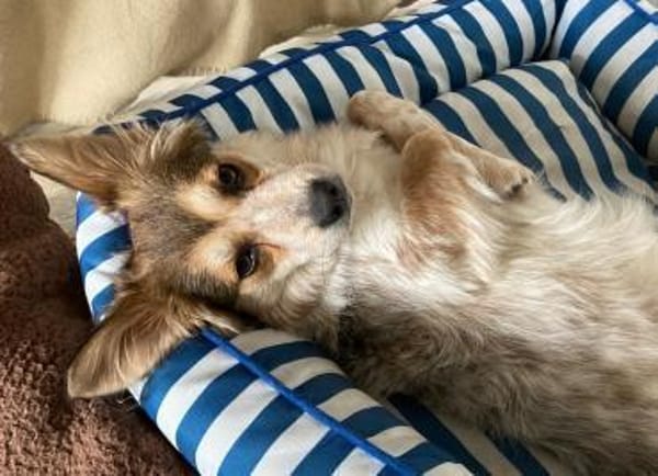 Mocca - freundlich, verspielt - in DE