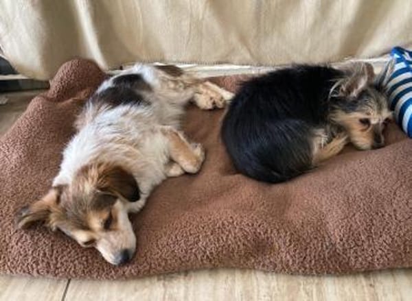 Mocca - freundlich, verspielt - in DE