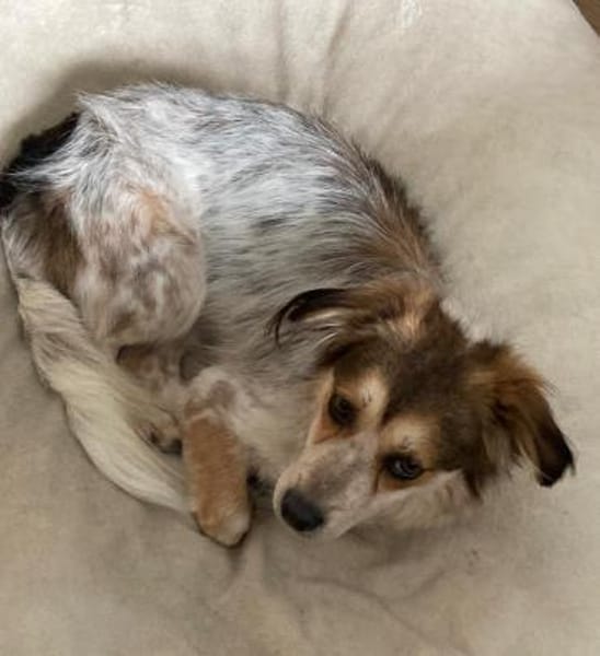 Mocca - freundlich, verspielt - in DE