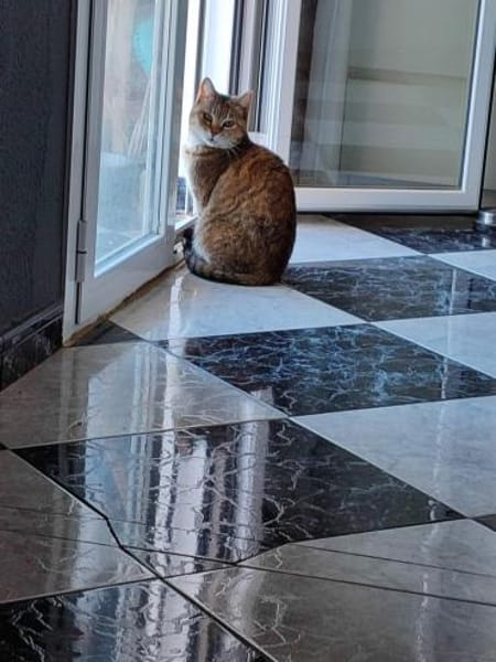 Sanfte, verträgliche Katze Greta