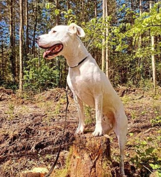 BAMBAM - in 50321 Brühl