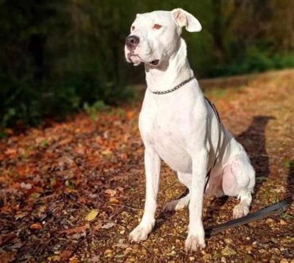 BAMBAM - in 50321 Brühl