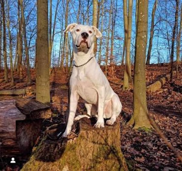 BAMBAM - in 50321 Brühl