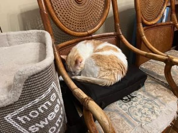 Ruhiger Schmusekater Fer