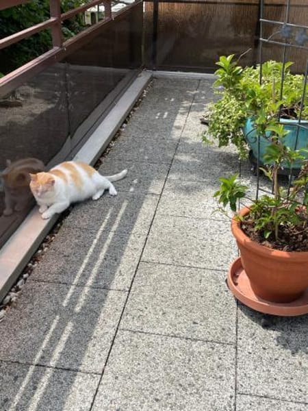 Ruhiger Schmusekater Fer