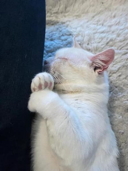 Ruhiger Schmusekater Fer