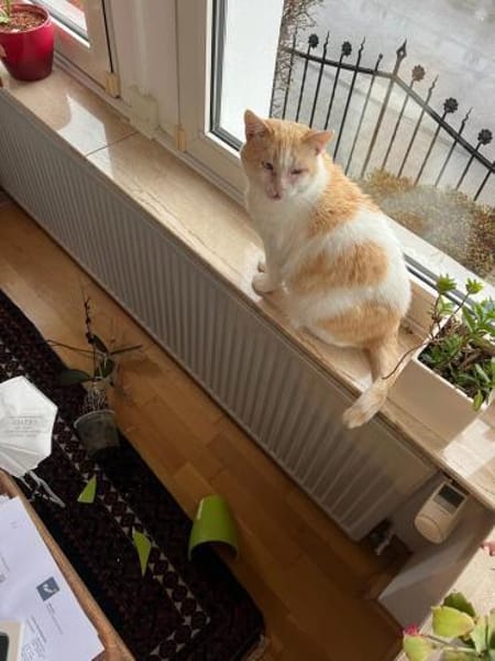 Ruhiger Schmusekater Fer