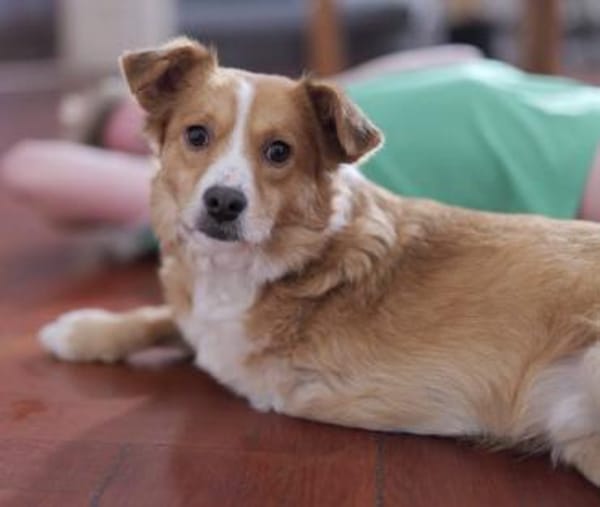 Kokino - offen und freundlich - in DE