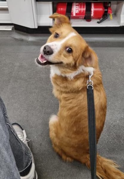 Kokino - offen und freundlich - in DE