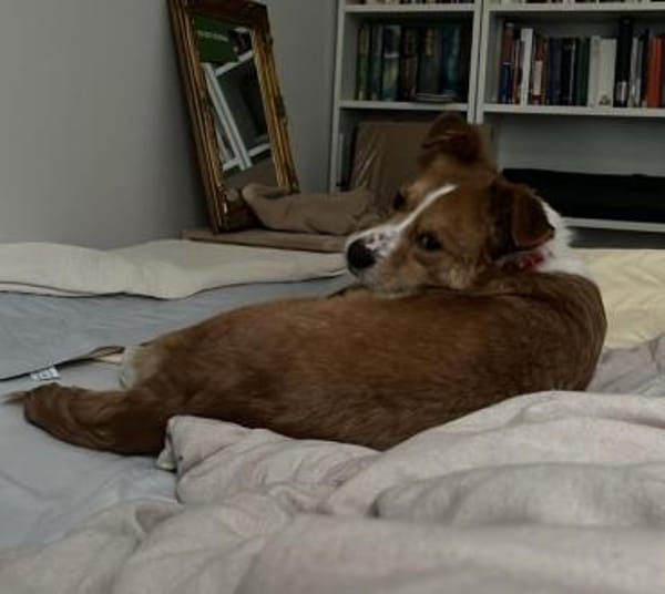 Kokino - offen und freundlich - in DE