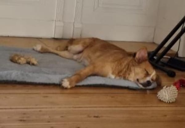 Kokino - offen und freundlich - in DE