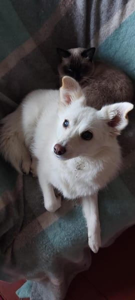 Aysi sucht ihr liebevolles Zuhause