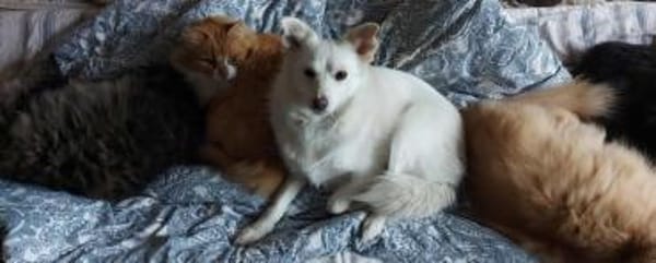 Aysi sucht ihr liebevolles Zuhause