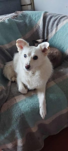 Aysi sucht ihr liebevolles Zuhause