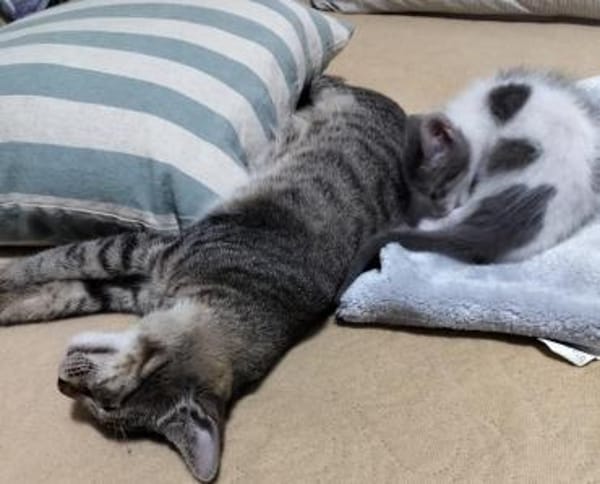 Liebes Katzenduo Dina und Elliot