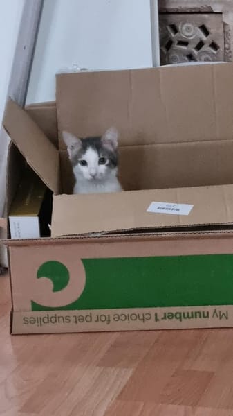 Liebes Katzenduo Dina und Elliot