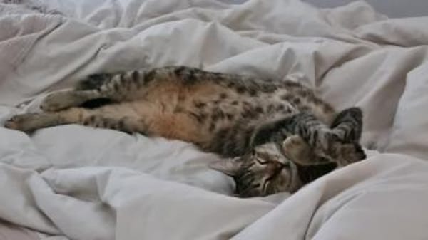 Liebes Katzenduo Dina und Elliot