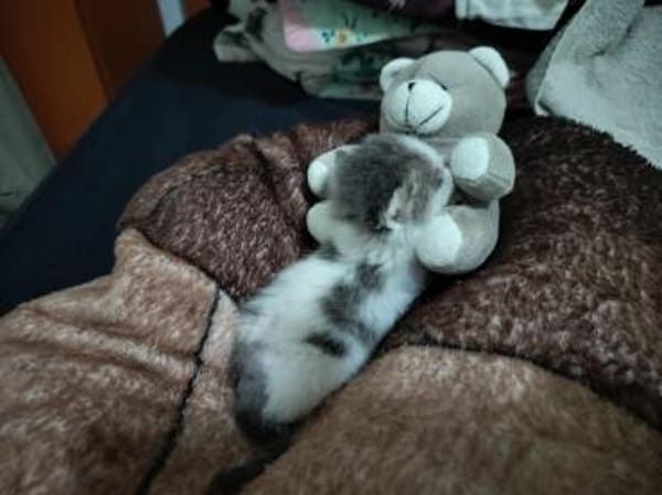 Liebes Katzenduo Dina und Elliot