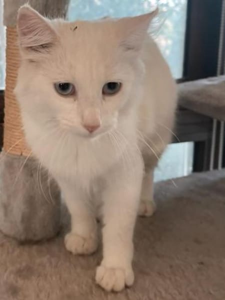 Liebevolle junge Katzen Chiara und Cora