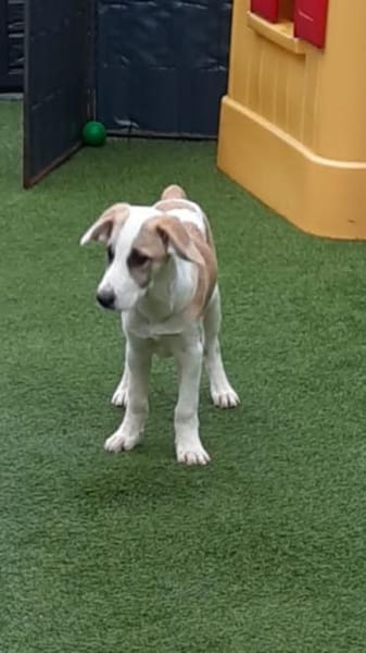 Cooper  neugieriger Mischling-Bub