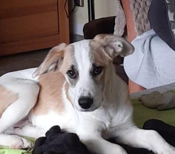 Cooper  neugieriger Mischling-Bub