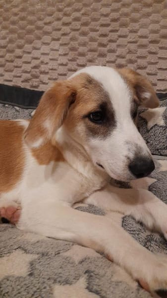 Cooper  neugieriger Mischling-Bub