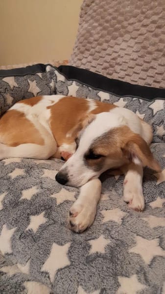 Cooper  neugieriger Mischling-Bub