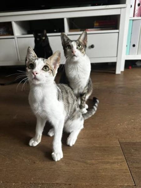 Powerkatze Sil sucht Liebe