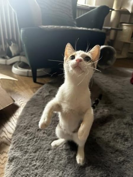 Powerkatze Sil sucht Liebe