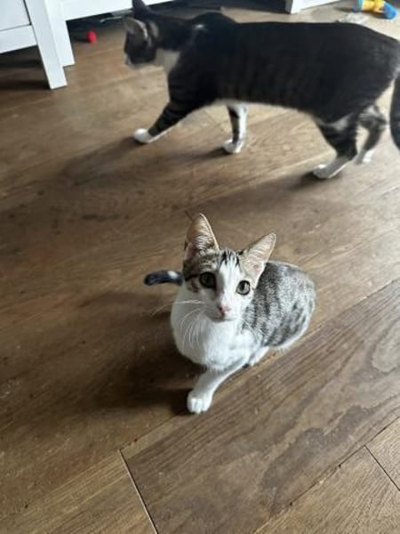 Powerkatze Sil sucht Liebe