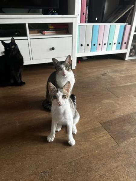 Powerkatze Sil sucht Liebe