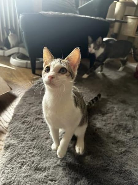 Powerkatze Sil sucht Liebe