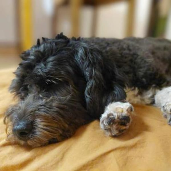 Oskar - ist aufmerksam