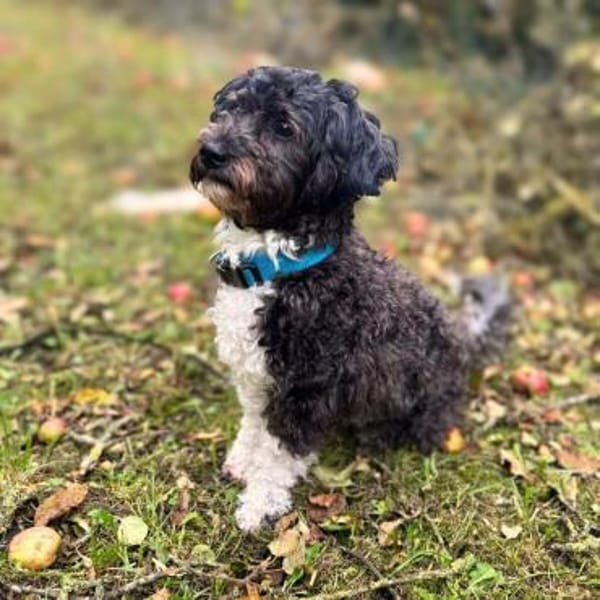 Oskar - ist aufmerksam