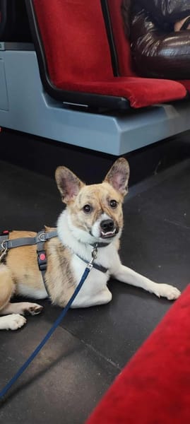 Anouk - der gute Laune Hund