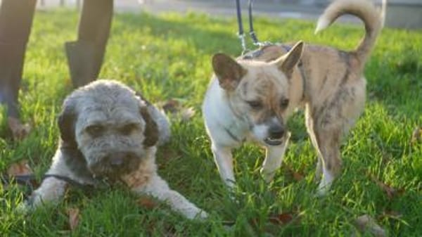 Anouk - der gute Laune Hund