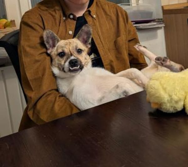 Anouk - der gute Laune Hund