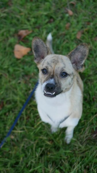 Anouk - der gute Laune Hund