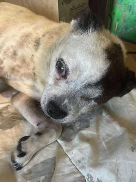 Viktor, kleiner Senior sucht Körbchen